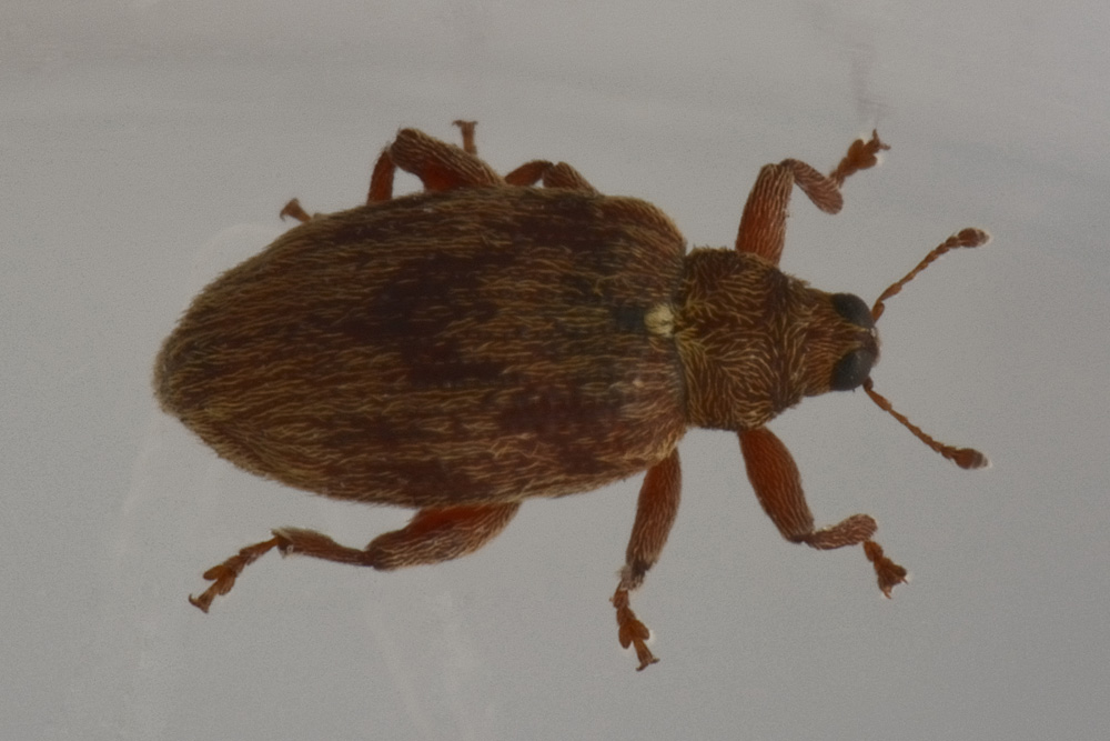 Orchestes testaceus, Curculionidae